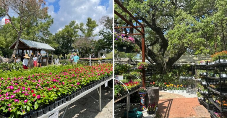 7 Texas Nurseries Worth A Fall Road Trip For Bulbs And Mums