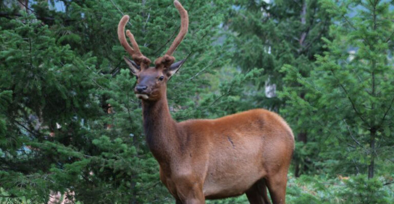 Colorado’s Loudest Backyard Visitor Arrives As Rutting Season Begins