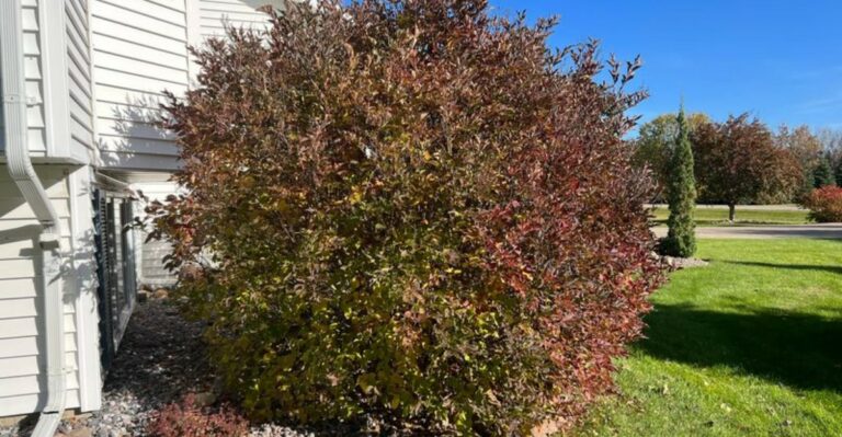 lilac shrub in fall