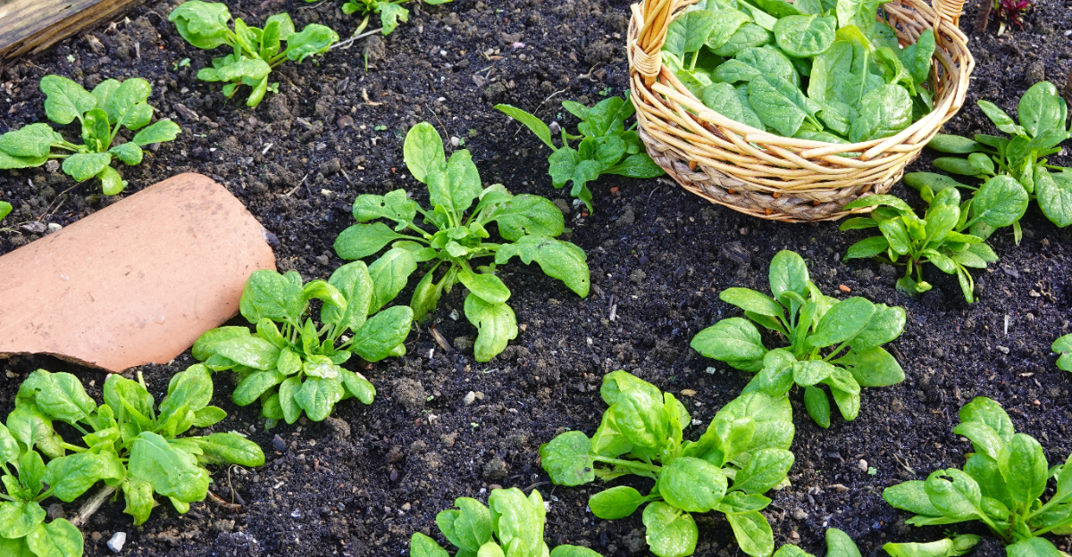 spinach grow