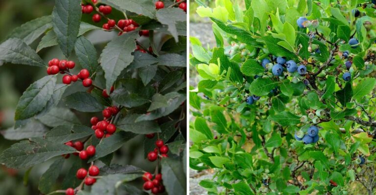 These Pennsylvania Shrubs Love Moisture And Feed Wildlife