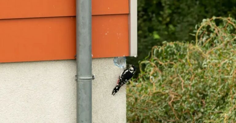Here’s What It Means When A Woodpecker Keeps Hitting Your Michigan House