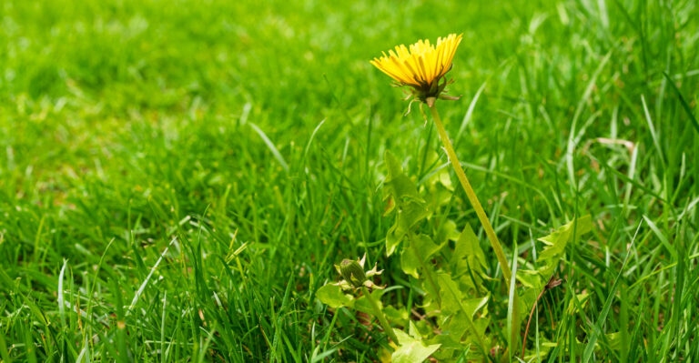 Why Your Lawn Is Turning Brown While The Weeds Stay Green