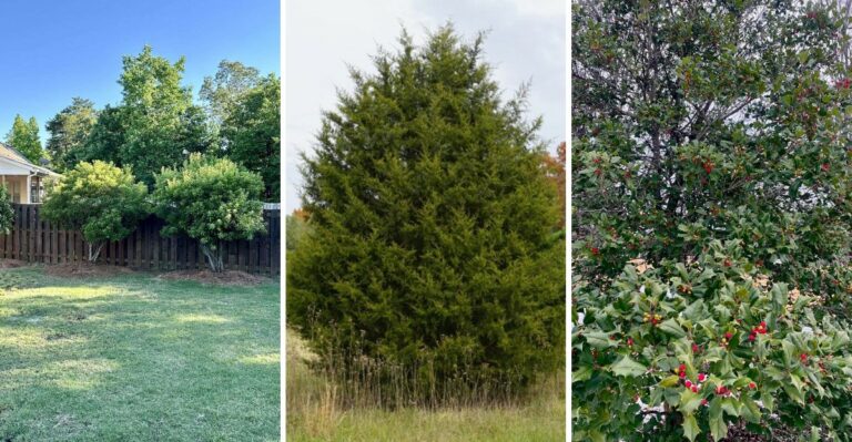These Coastal Virginia Plants Can Handle Storm Winds Better