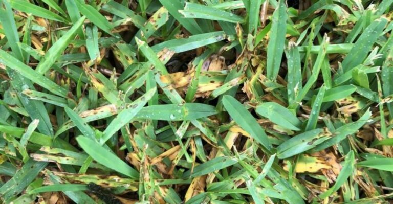 The Tiny Spots On St. Augustine Blades That Can Explain A Lawn’s September Decline In Florida