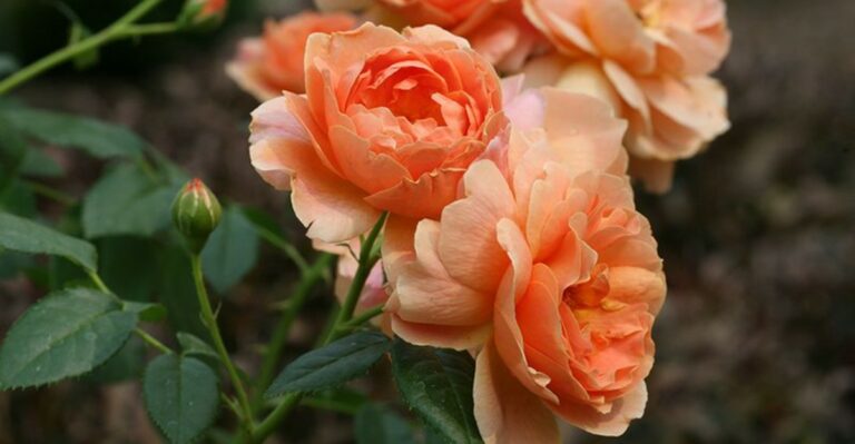 This September Step Can Keep Georgia Roses Blooming Longer Into Fall