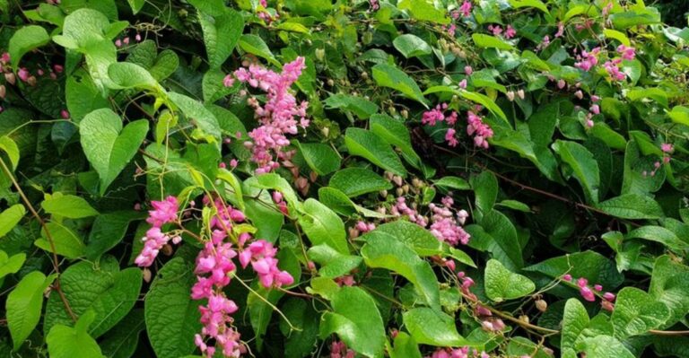This Invasive Florida Vine Starts Flowering In Fall – Remove It Before The Seeds Come Next
