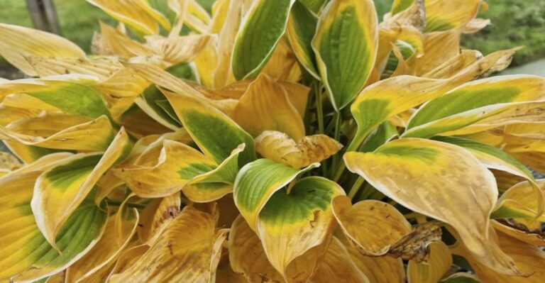 Why North Carolina Hostas Are Turning Yellow And What To Do About It