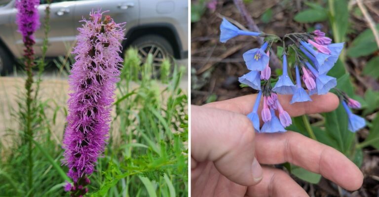 The Native Ohio Flowers That Self-Seed In Garden Beds