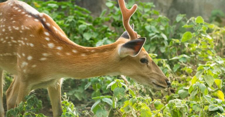 Ways To Stop White-Tailed Deer From Eating Your Newly Planted Georgia Fall Crops