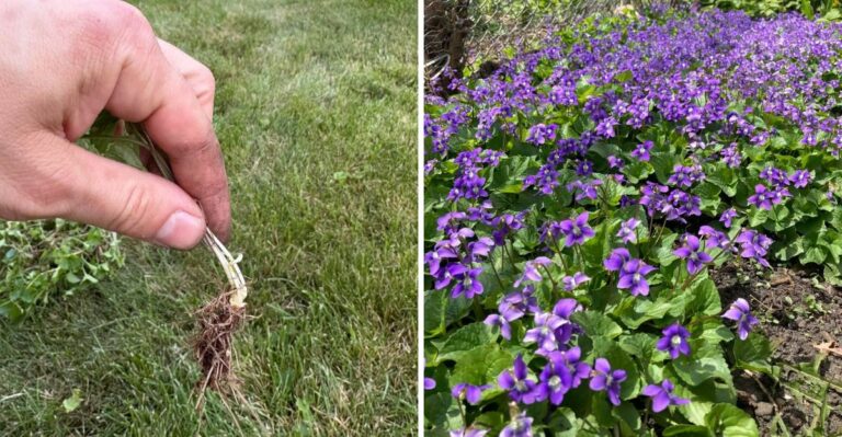 This Common Georgia Lawn Flower Is Tougher To Remove Than It Looks