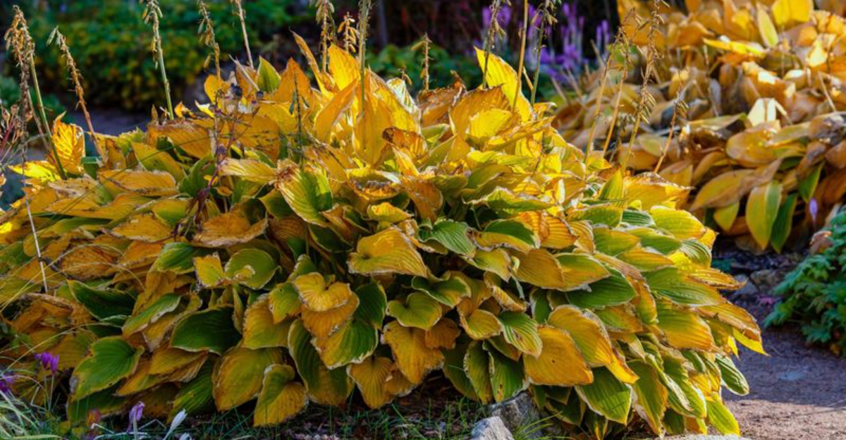 hostas in fall