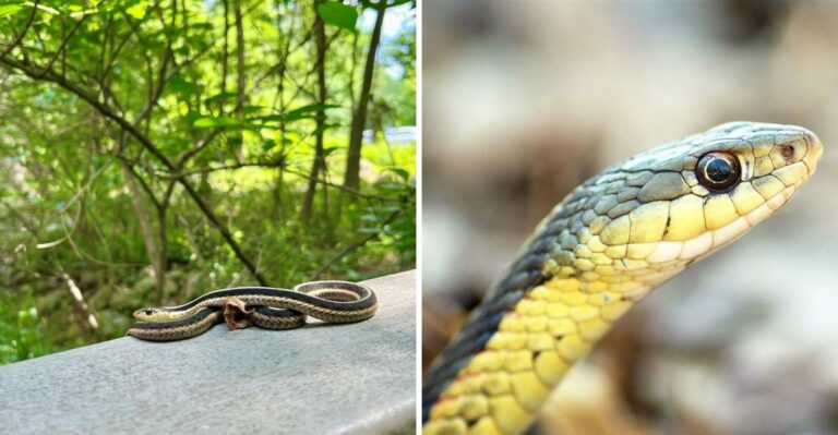 The Meaning Behind Finding A Garter Snake In Your Pennsylvania Garden Beds