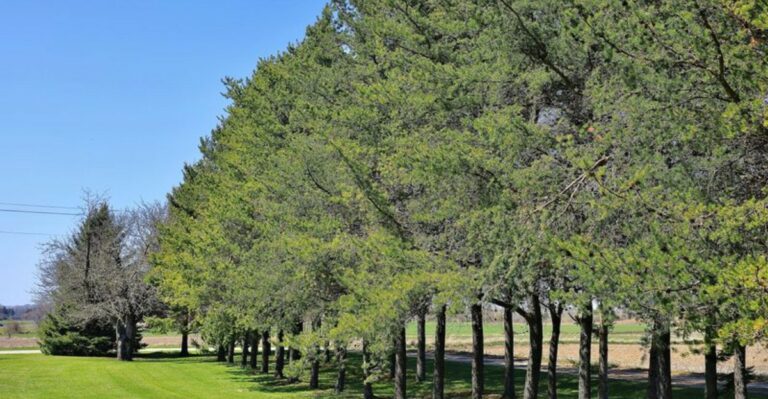 a row of tall eastern white pines next to to a lawn