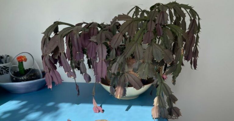 Why Your Christmas Cactus Looks Tired And Wrinkled By Late Summer In North Carolina
