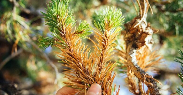 What It Means When Needles On Your New Jersey Pines And Arborvitae Start Browning