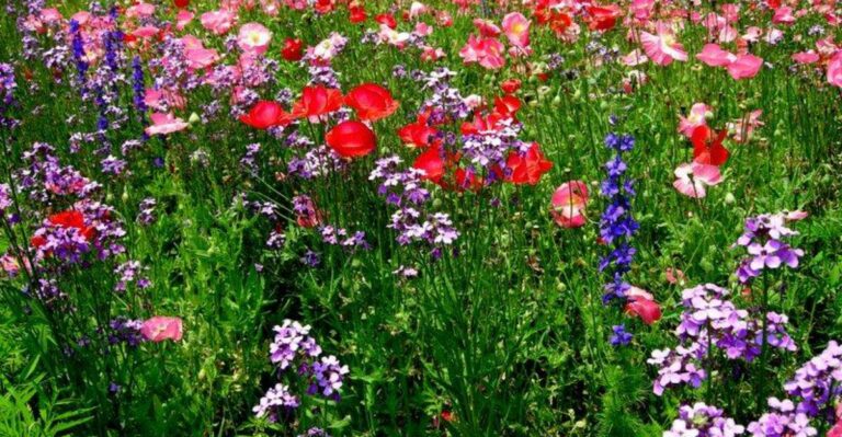 Why North Carolina Gardeners Are Sowing Cool Season Annuals In Shady Spots This October