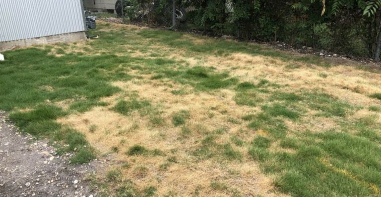 Your Florida Zoysia Lawn Looks Tired After Summer – Here’s What It Needs Now