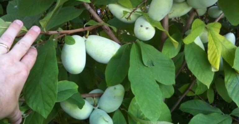 How To Know A North Carolina Pawpaw Is Ripe Without Bruising The Fruit