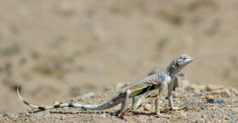 What It Really Means When Zebra-Tailed Lizards Keep Appearing in Your Arizona Yard