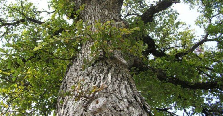 This Is The Easiest Shade Tree Florida Gardeners Aren’t Planting Yet