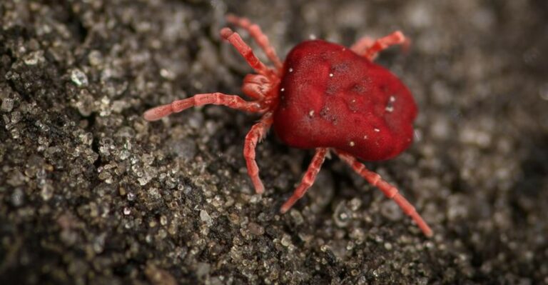 These Tiny Red Bugs Can Suddenly Cover Georgia Patios And Concrete