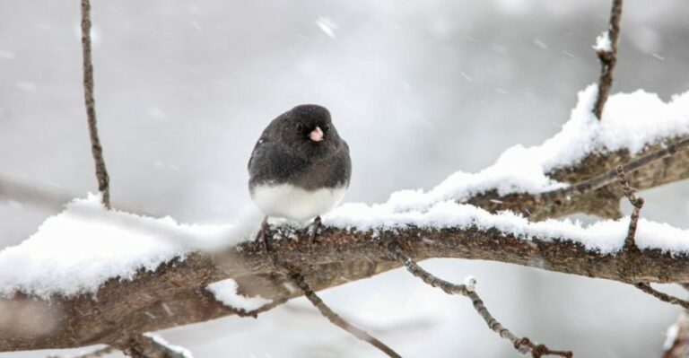 The Ohio Birds That Arrive In October And Stay All Winter
