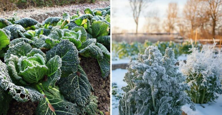 What First Frost And First Freeze Each Mean For North Carolina Garden Plants