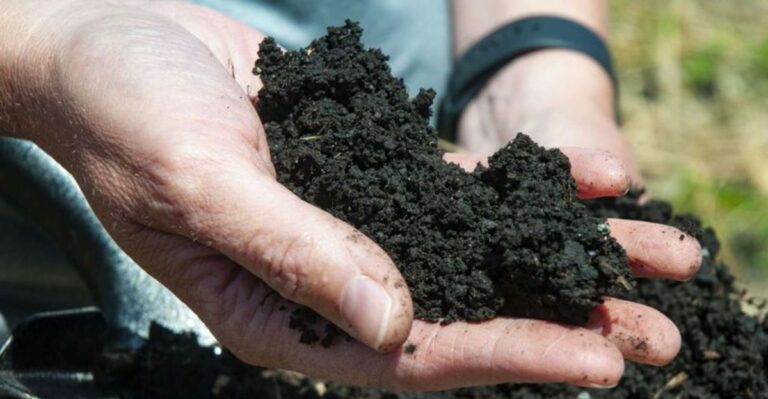 How To Restore Nutrients To North Carolina Garden Soil After Heavy Rains Wash Them Away