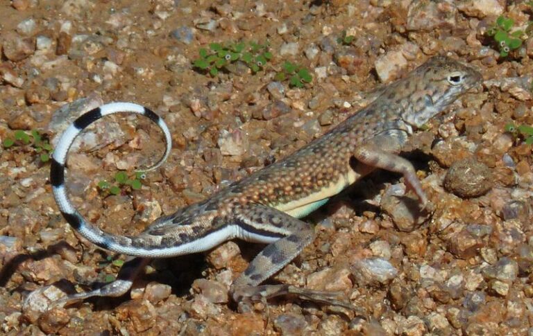 The Blue-Tailed Lizard Arizona Gardeners Keep Spotting – And Why It Means Fewer Scorpions