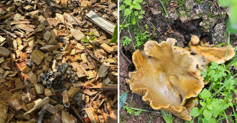 Why California Gardeners See More Mushrooms After Early Fall Rain