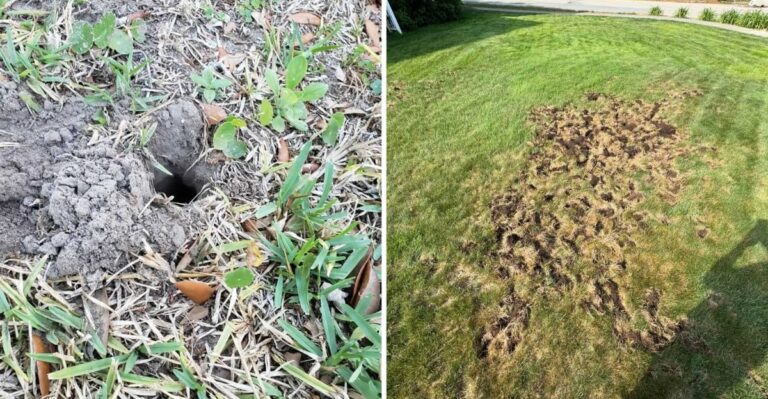 Those Small Holes Appearing In Indiana Lawns Overnight Have A Cause