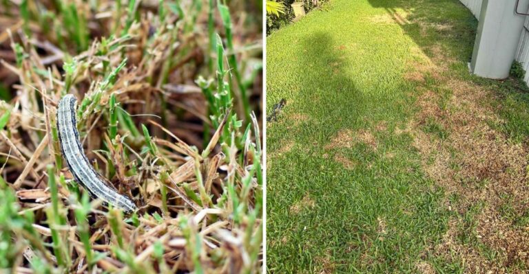 Brown Patches Are Spreading Across Indiana Lawns In A Matter Of Days