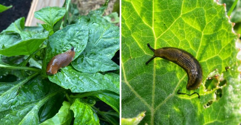 Why California Gardeners Should Watch For Slugs After The First Fall Rains
