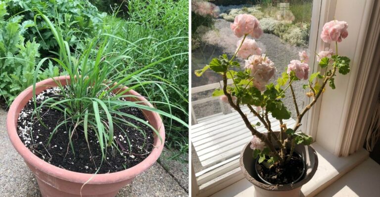 8 Tender Herbs Worth Bringing Indoors Before Ohio Frost Arrives