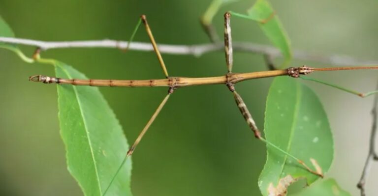 Why A Walking Stick Insect In Your Georgia Yard Is Nothing To Worry About