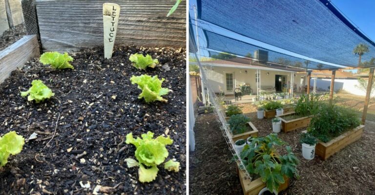 What California Gardeners Should Know Before Planting Cool Season Vegetables In September