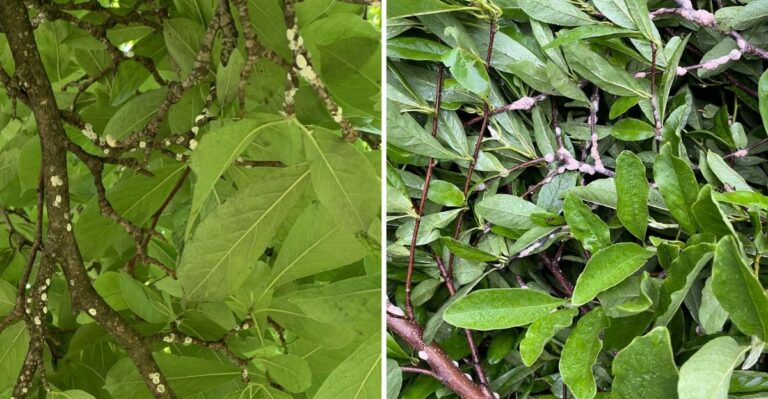 Sticky Magnolia Branches In Ohio This September? Look Closely For These Giant Scale Insects