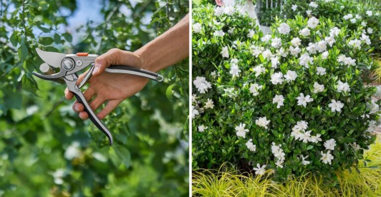 The Gardenia Pruning Job Florida Homeowners Should Finish Before October