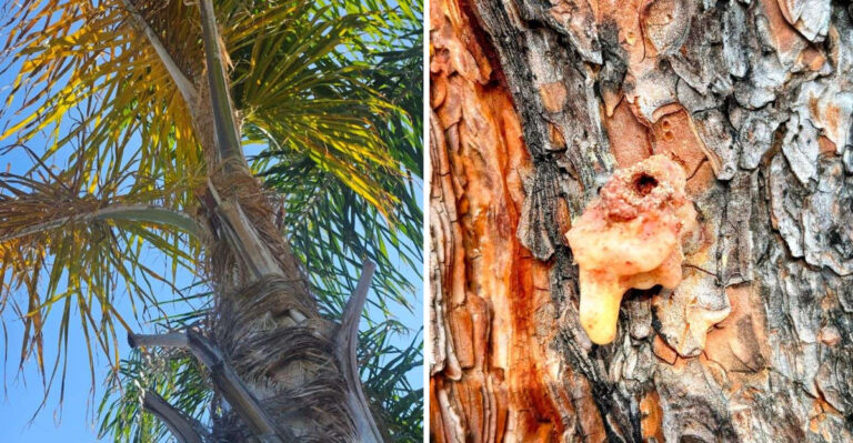 The Florida Trees Most Likely To Fail During A September Storm Share These Warning Signs