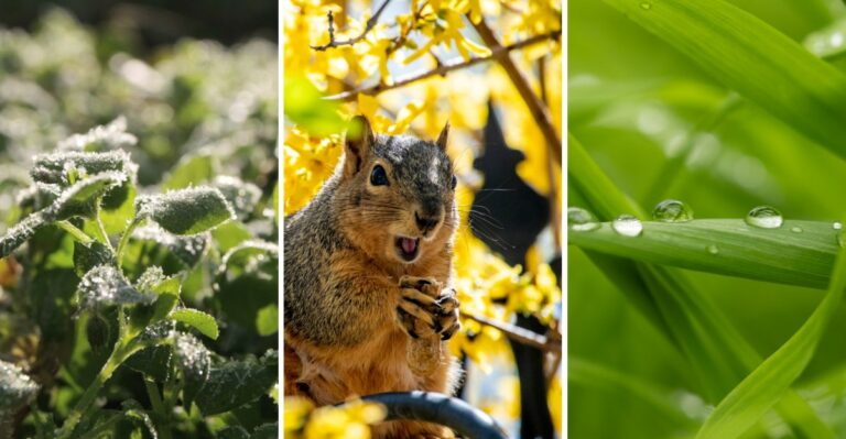 10 Early Signs A Frost Is Coming That Your Garden Will Notice First
