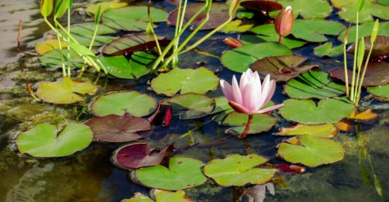 The Aquatic Plants New York Homeowners Should Move To A Deeper Spot Now