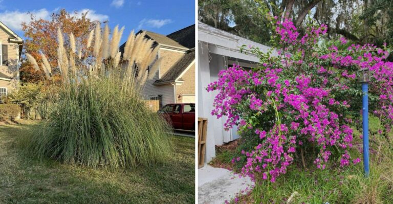 8 Plants California Fire Officials Say To Trim Back Under Eaves