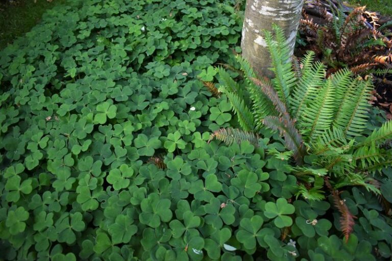 The Full Shade Oregon Native That Fills Under a Douglas Fir Where Nothing Else Grows