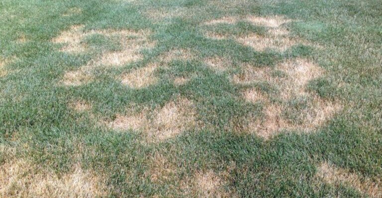 These Mysterious Circular Patches Are Showing Up In Colorado Lawns