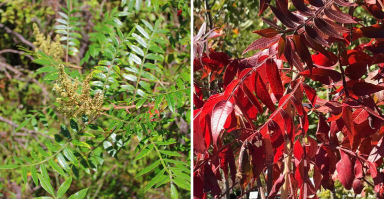 The Native Georgia Shrub With Fall Color Most Yards Are Missing