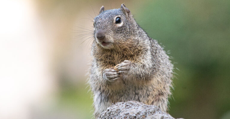 Why California Ground Squirrels Suddenly Vanish In Late Summer