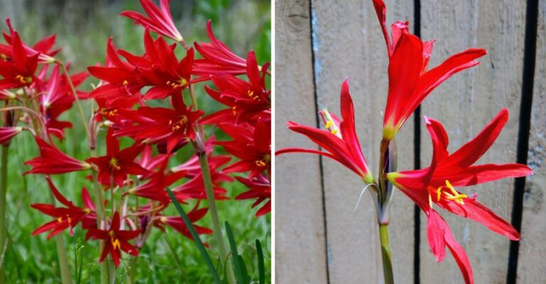 This Texas Bulb Can Replace Tired Summer Annual Beds With Shocking Color After The First September Rain