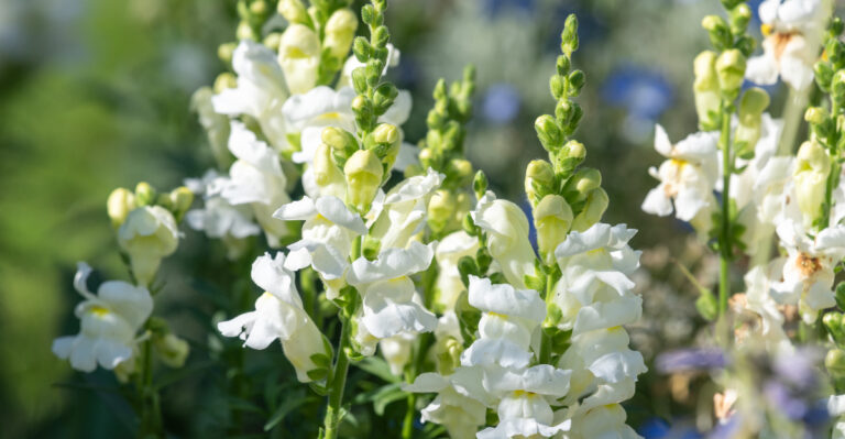 What To Do With Snapdragons In Oregon When Summer Heat Finally Breaks