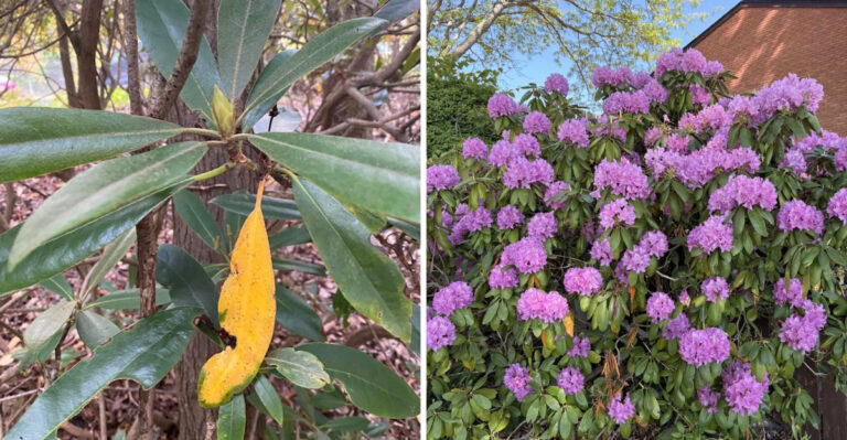 The One Thing Pennsylvania Rhododendrons Need In September Or They Won’t Bloom Next Spring